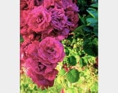 Coming Up Roses: floral fine art photograph print with pink flowers and green leaves