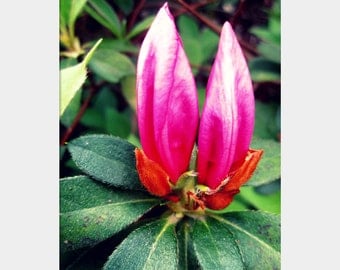 Almost Azalea: macro nature fine art photograph print of two closed flower buds with leaves in green, magenta, red, pink, and white