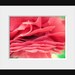 Pretty Pink Petals: fine art nature macro photograph print of bright pink camellia flower petals (delicate, feminine, girly)
