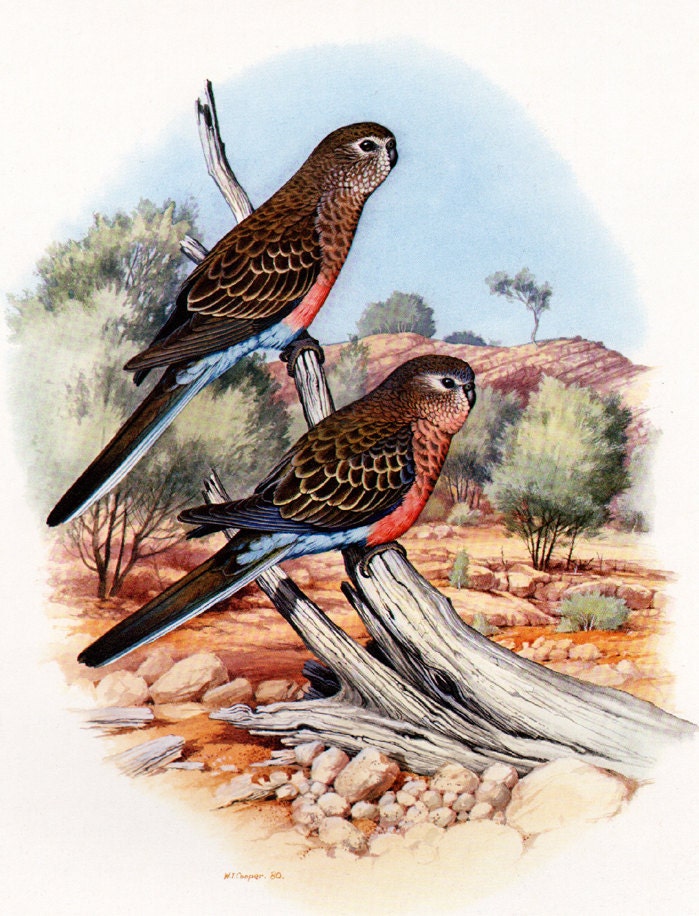 Set of 2  Prints  from Australian Parrots Book Vintage Bird Plate Broukes and Superb Parrot