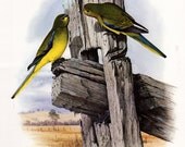 Set of 2 Prints from Australian Parrots Book Vintage Bird Plate Elegant and Mulga Rosella Parrots