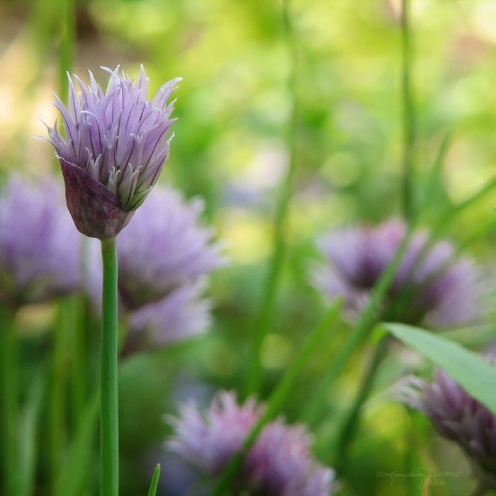 In the Herb Garden - Purple Flowers in Summer Photo Print 8x8