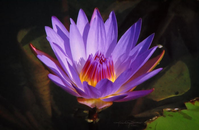 Violet Flame - Purple and Gold Water Lily Art Photo 8x12