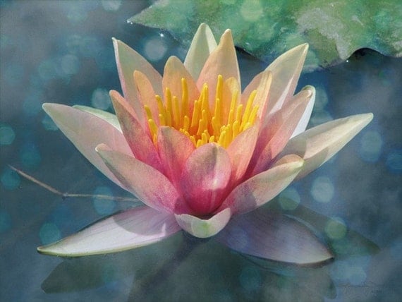 A Dream Within A Dream - Water Lily Metallic Photo Art Print