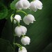 The Sound of Flowers - Lily of the Valley Macro Photo
