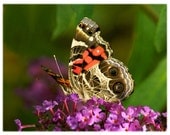 American Lady Butterfly Photograph  - 5x7 Art Print - North Carolina Nature, Home Decor