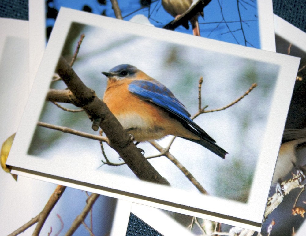 Backyard Birds Photo Note Cards - Set of 4