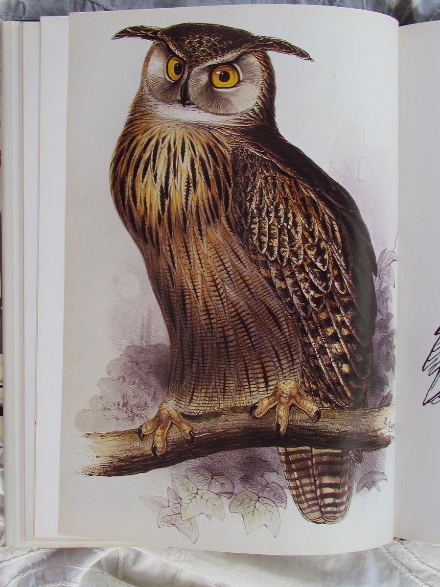 RESERVE for Lora...Edward Lear's BIRDS..large over sized book