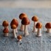Fungus Set No.20