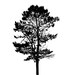 Pine Tree Portrait 18x24 original papercut