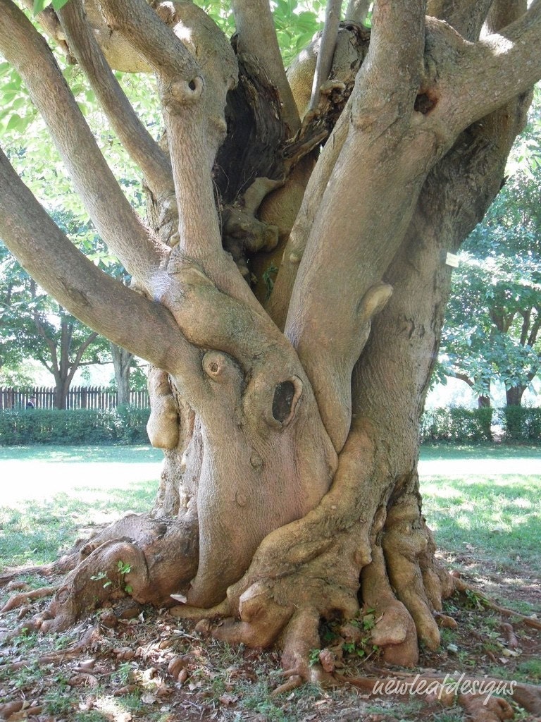 Crazyface Tree 4X6 matted print