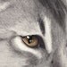Abyssinian Cat Print
