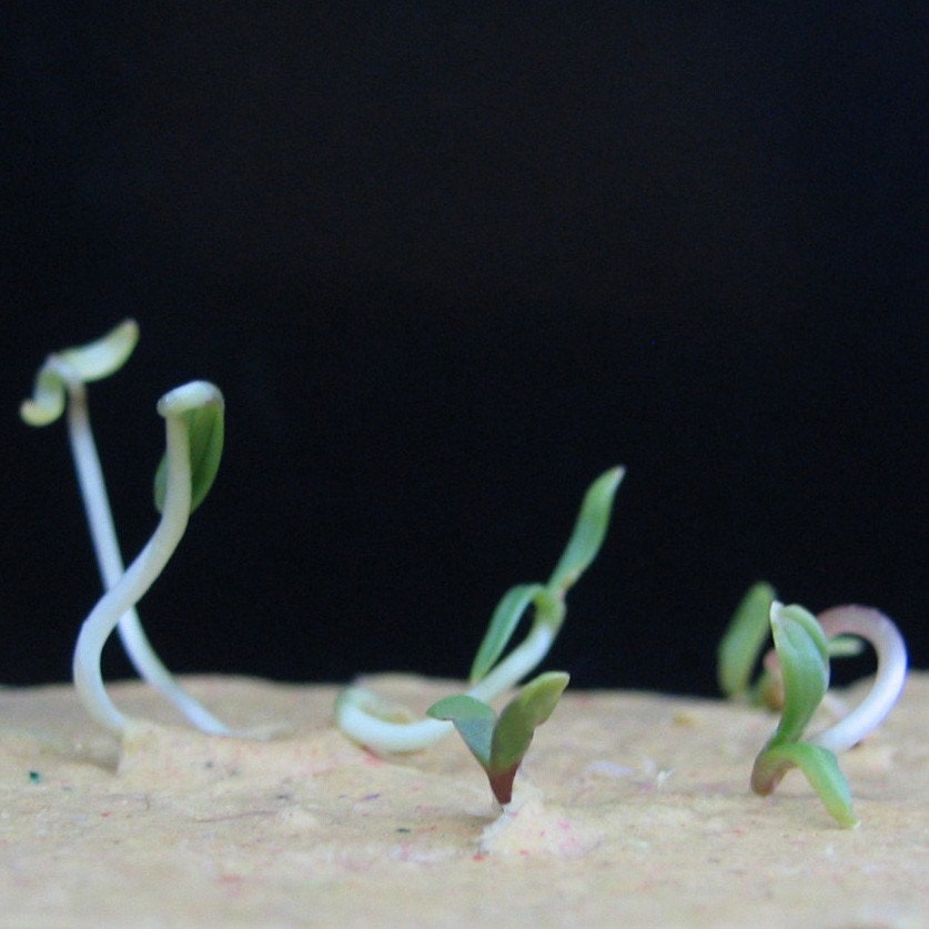 200 Plantable Paper Hearts - Flower Seed Wedding Favor