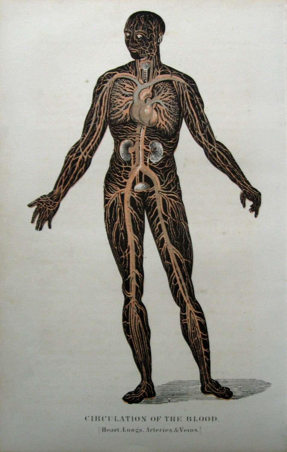 Anatomical Anatomy