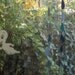 raindrops
