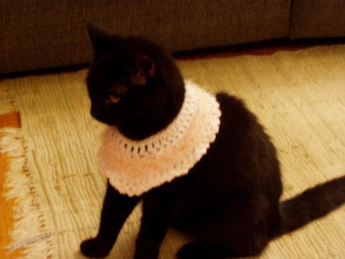 Cat Collar