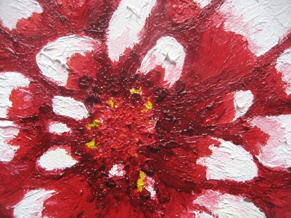 Sunny Red and White Zinnia