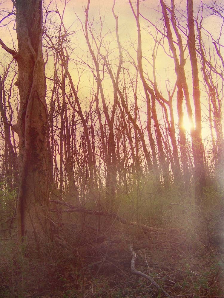 forest fog - limited edition of 30
