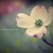 small white flower - limited edition photography