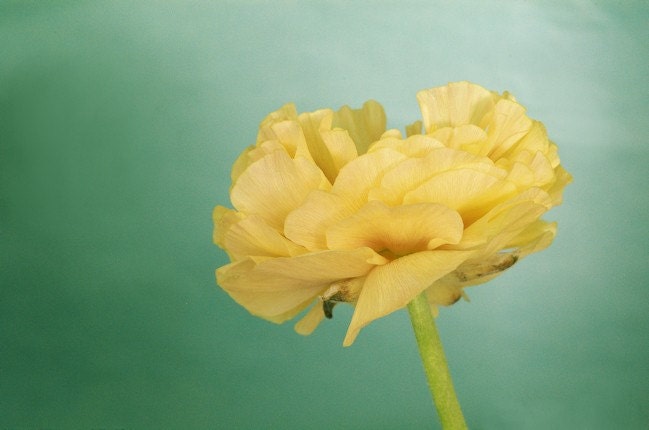 Ranunculus Blossom - 8x12 Botanical Flower Photo Print