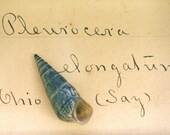 Natural History Shell Specimen Print - Pleurocera elongatum - 8x12
