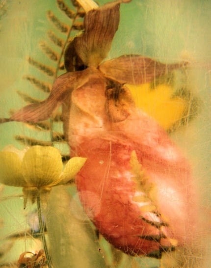 Preserved Lady's Slipper - 8x10 Print