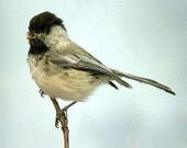 Chickadee