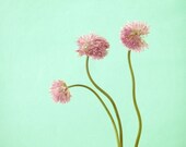 Botanical Print - Flower Garden Photograph - Chive Blossoms - 8x8