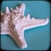Sea Star - 5x5 Fine Art Ocean Photograph