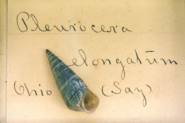 Natural History Shell Specimen Print - Pleurocera elongatum - 8x12
