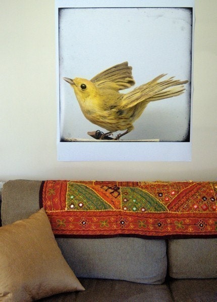 Large Format Natural History Bird Print - Specimen 652 - 30x30