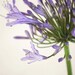Flower Photography Fine Art of Purple Blossom - A Delicate Touch - 8"x12" Photograph Print