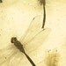 Beautiful Bugs
