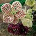 Helleborus Orientalis Bead Flowers, French beaded flowers, 8 loose stems