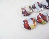 7 Rooster and Hen Magnets  / Chicken in the Farmyard 1131