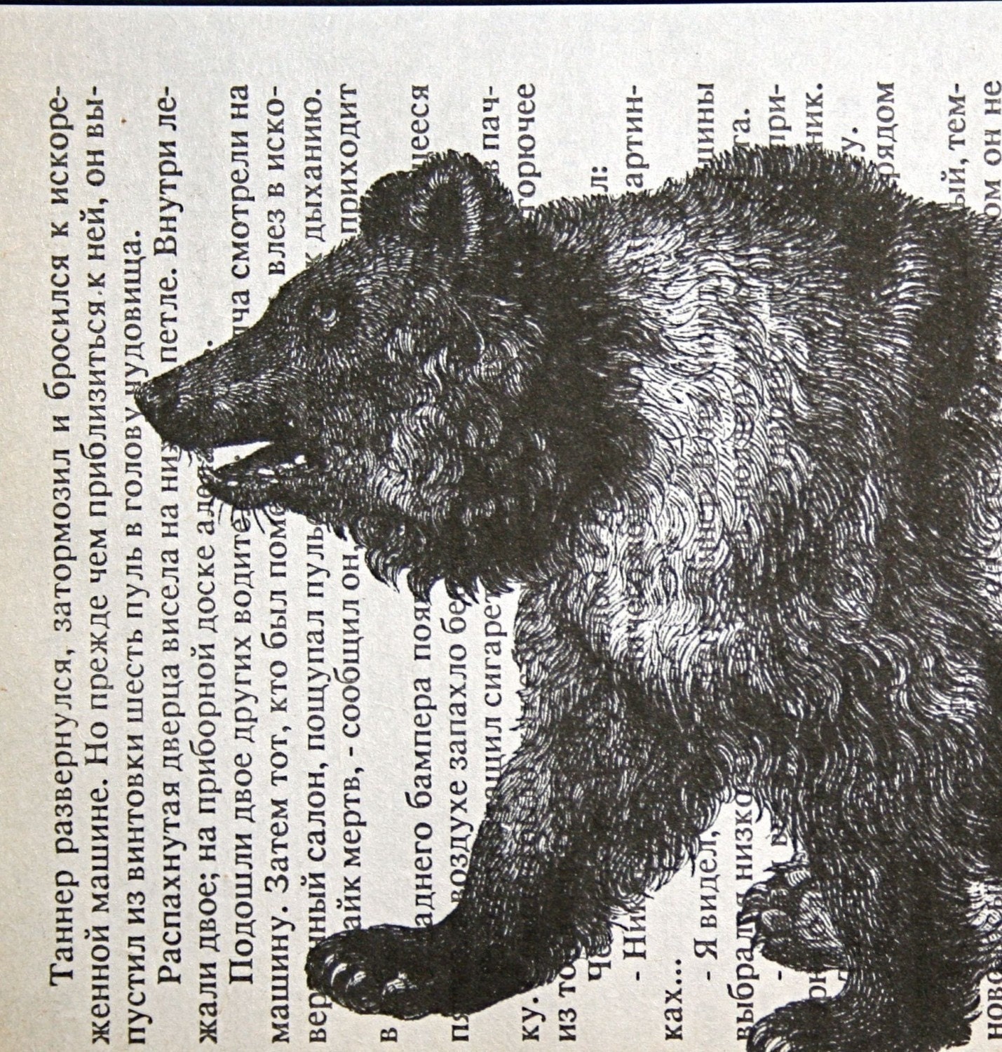 Bear Print on Russian Text - 5 x 7 Grizzly Bear Basil