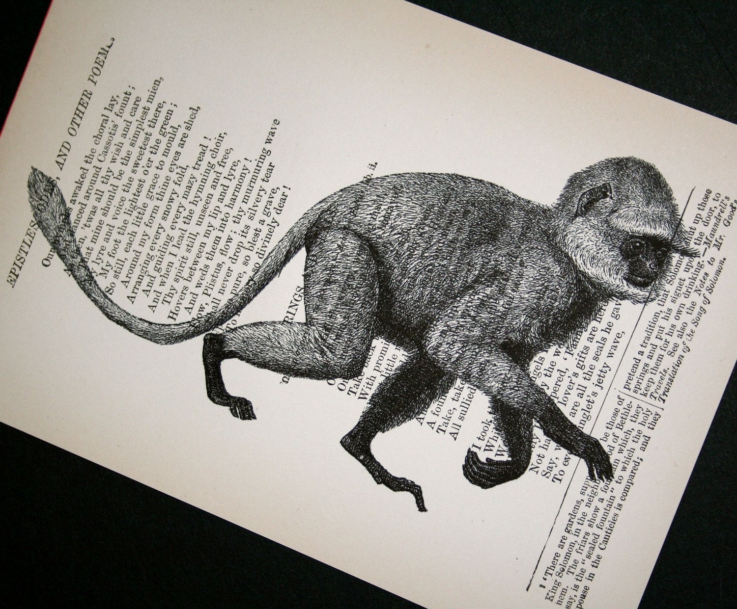 Spider Monkey Print on Vintage Book Page - 5 x 7