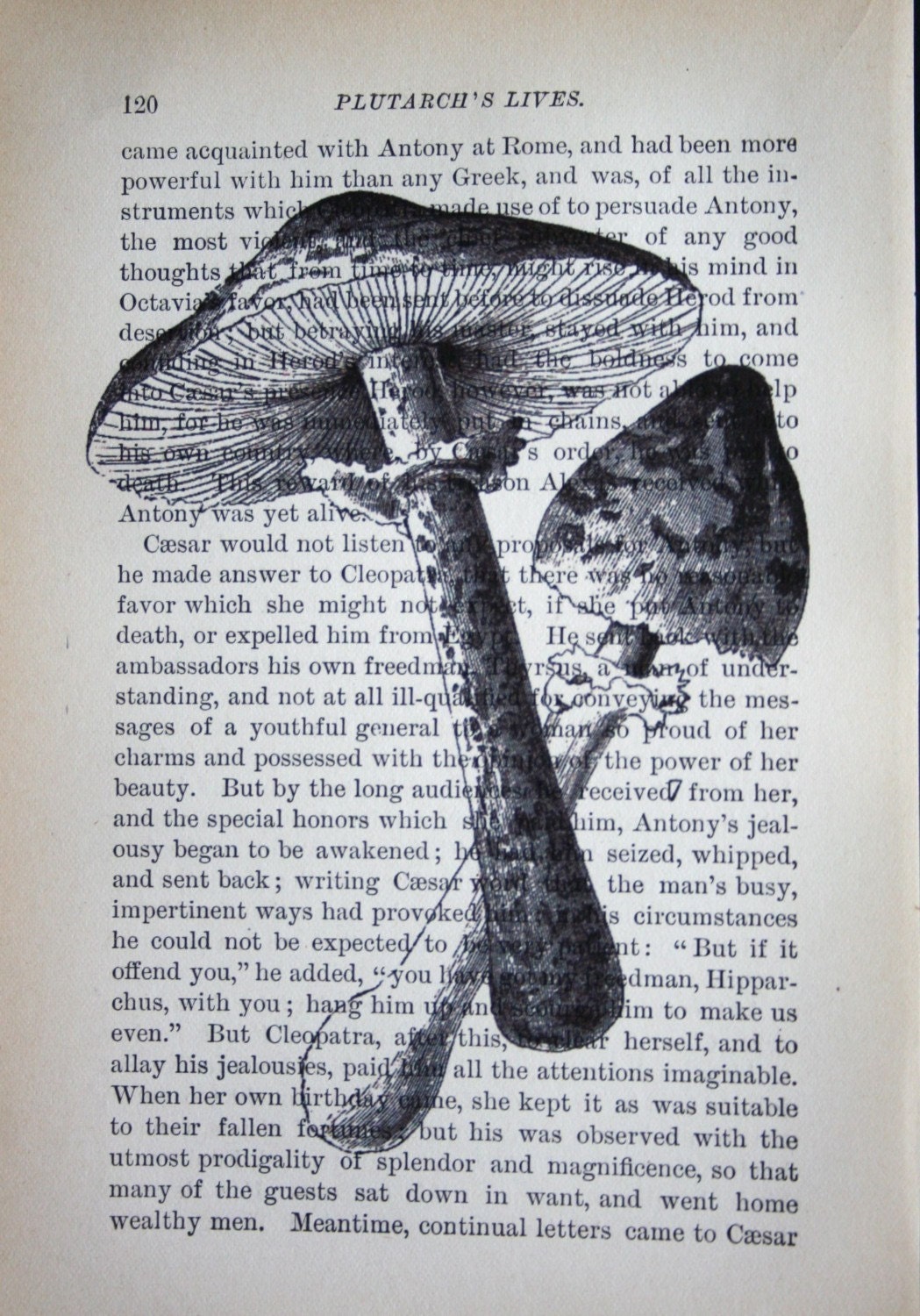 Mushroom Print  on Vintage Book Page - 5 x 7 Mushrooms 1