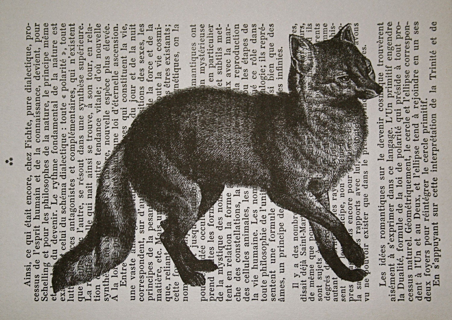 Slinky Fox Print on French Text - 5 x 7