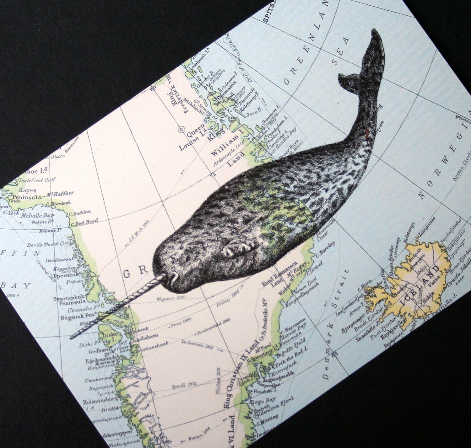 Narwhal Print on Arctic Map Greenland and Iceland - 5 x 7 Narwhal Map Print