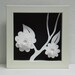 White Camellias in Black background