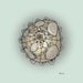 The Wise Barnacle - 8x8 fine art print