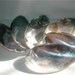 Abalone Shell Dish Set of 6 - Polished Large Shells - Mother of Pearl Plates