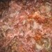 Border Leicester fleece, 4 ounces, Zinfandel