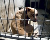 shelter dogs no. 4