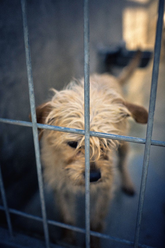 shelter dog no. 35, worriesome
