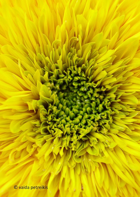 Midsummer Dream - 5x7 inches Fine Art Photograph - a close up of yellow bright sunflower bloom - signed limited edition