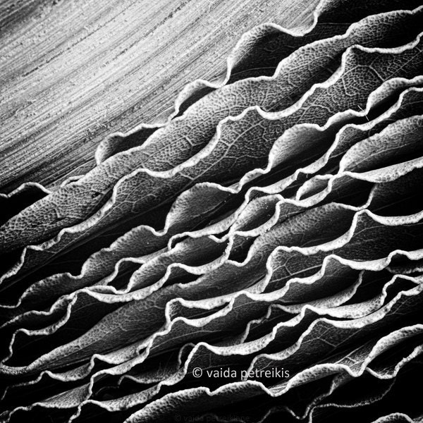 From the "Lines" series: "Natural" - original signed fine art photography print 8x8 inches (20x20 cm) - abstract image with natural lines