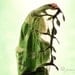 SPRING SALE -30% - Green leaves nuno felted shawl - Spring Silk scarf - Handmade silk and wool