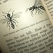 1940 LIFE IN AN ANT HILL ELEMENTARY SCIENCE BOOK